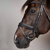 Bridle Plaited Pull Back New English Collection Black Bridle Plaited Pull Back New English Collection Black