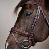 Bridle Plaited Pull Back New English Collection Brown Bridle Plaited Pull Back New English Collection Brown