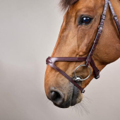 X-Fit Anatomical Bridle NE Brown X-Fit Anatomical Bridle NE Brown