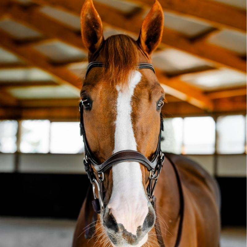Bridle Micklem Competition Dark Brown