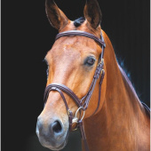 Bridle + Reins Salisbury Bodenham Brown Bridle + Reins Salisbury Bodenham Brown