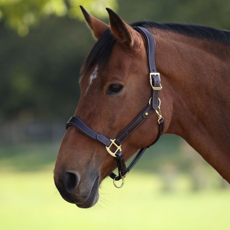 Leather Halter LUSSO Lorca Brown
