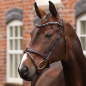 Bridle Padded Noseband LUSSO Opus 180M Brown Bridle Padded Noseband LUSSO Opus 180M Brown