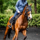 Calming Hood Ionic Black Calming Hood Ionic Black