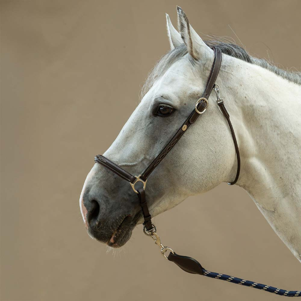 Grooming Halter Leather WBD Brown