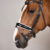 Dressage Bridle Glossy/White Padded WC Black Dressage Bridle Glossy/White Padded WC Black
