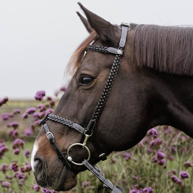 Bridle Plaited Training Working Collection Black