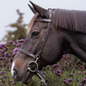 Bridle Plaited Training Working Collection Brown Bridle Plaited Training Working Collection Brown